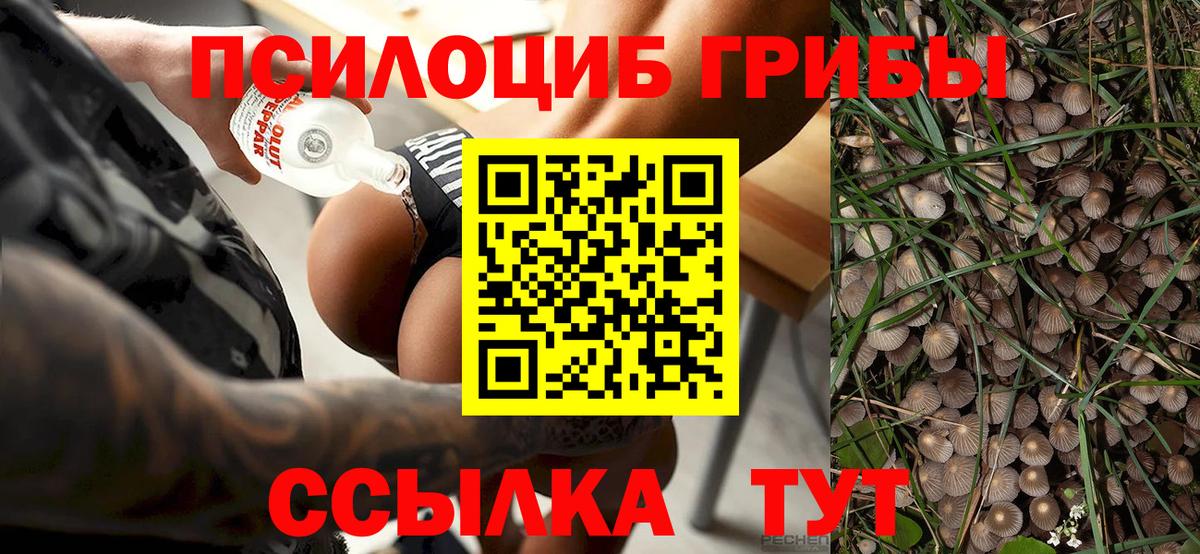 Галлюциногенные грибы Psilocybine cubensis Скопин
